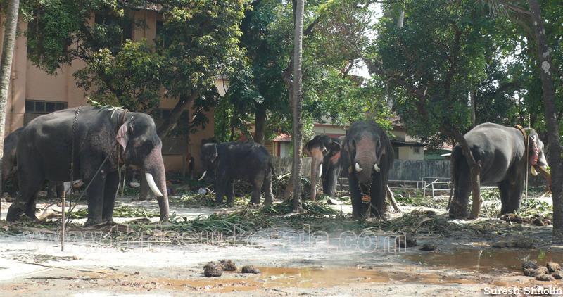thrissur-pooram-2011- (8)